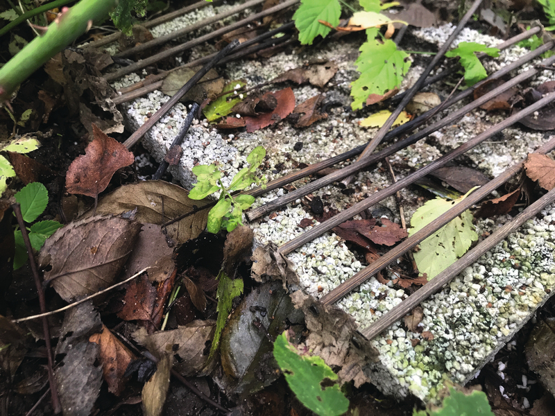 CASUSGRILL - ekologický gril na jedno použitie